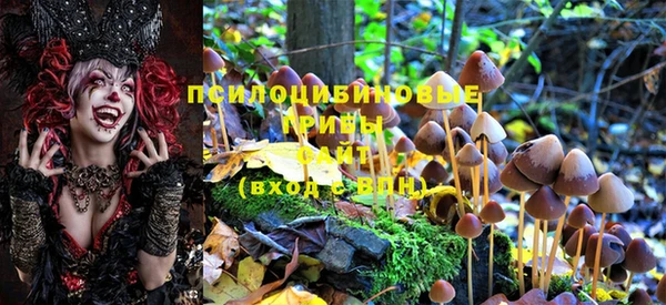 хмурый Белокуриха